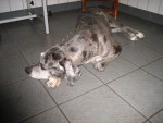 Diesel, dog, met ernstige halsklachten ondanks de metacam.